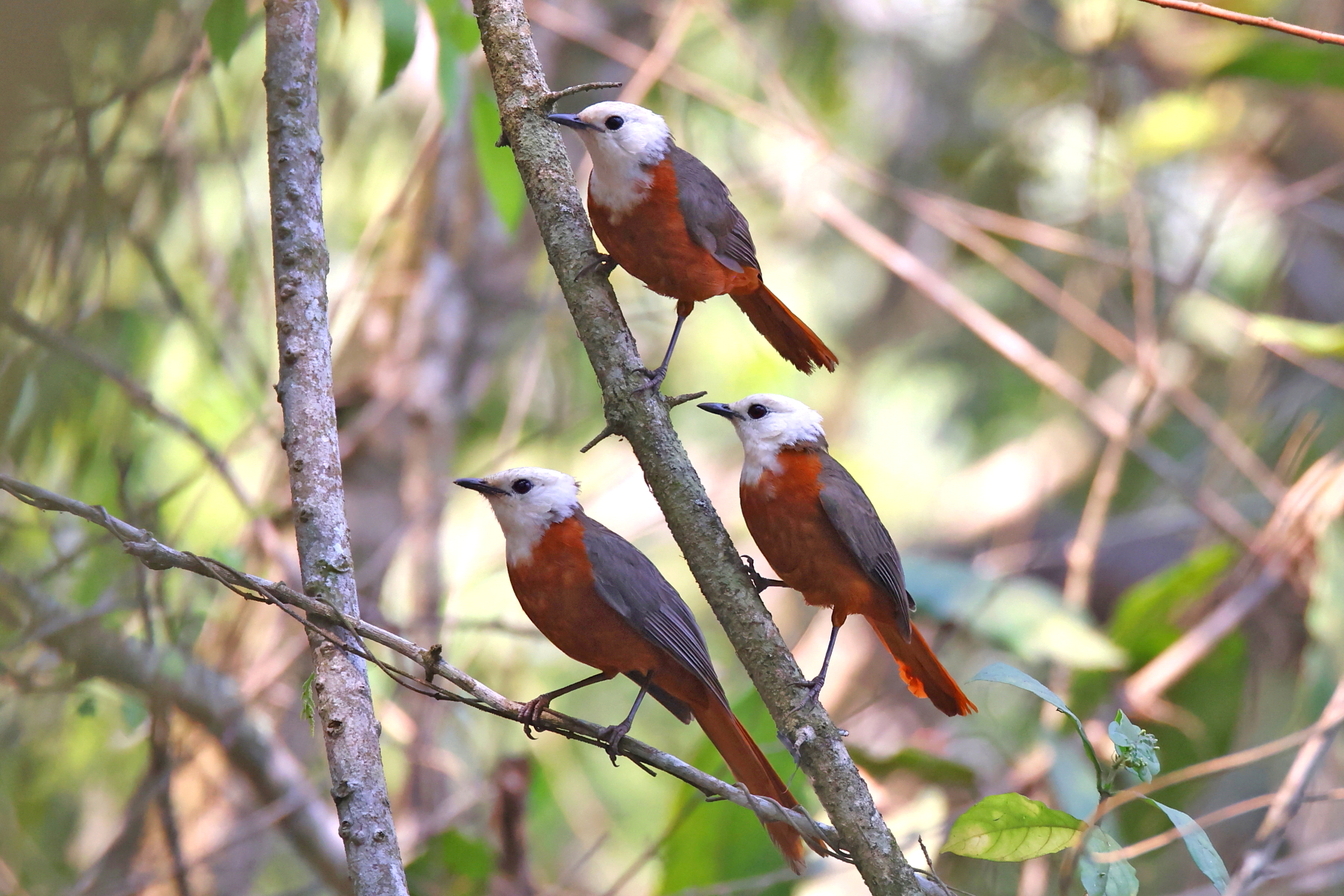 White-headed Robin Chats (image by Janos Olah)
