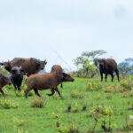 Forest Buffalo (image by Mark Van Beirs)