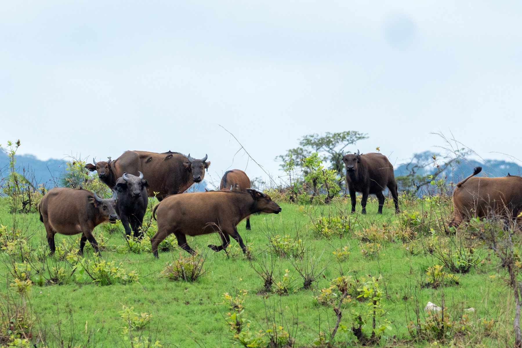 Forest Buffalo (image by Mark Van Beirs)