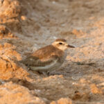 Caspian Plover (image by Hannu Jännes)