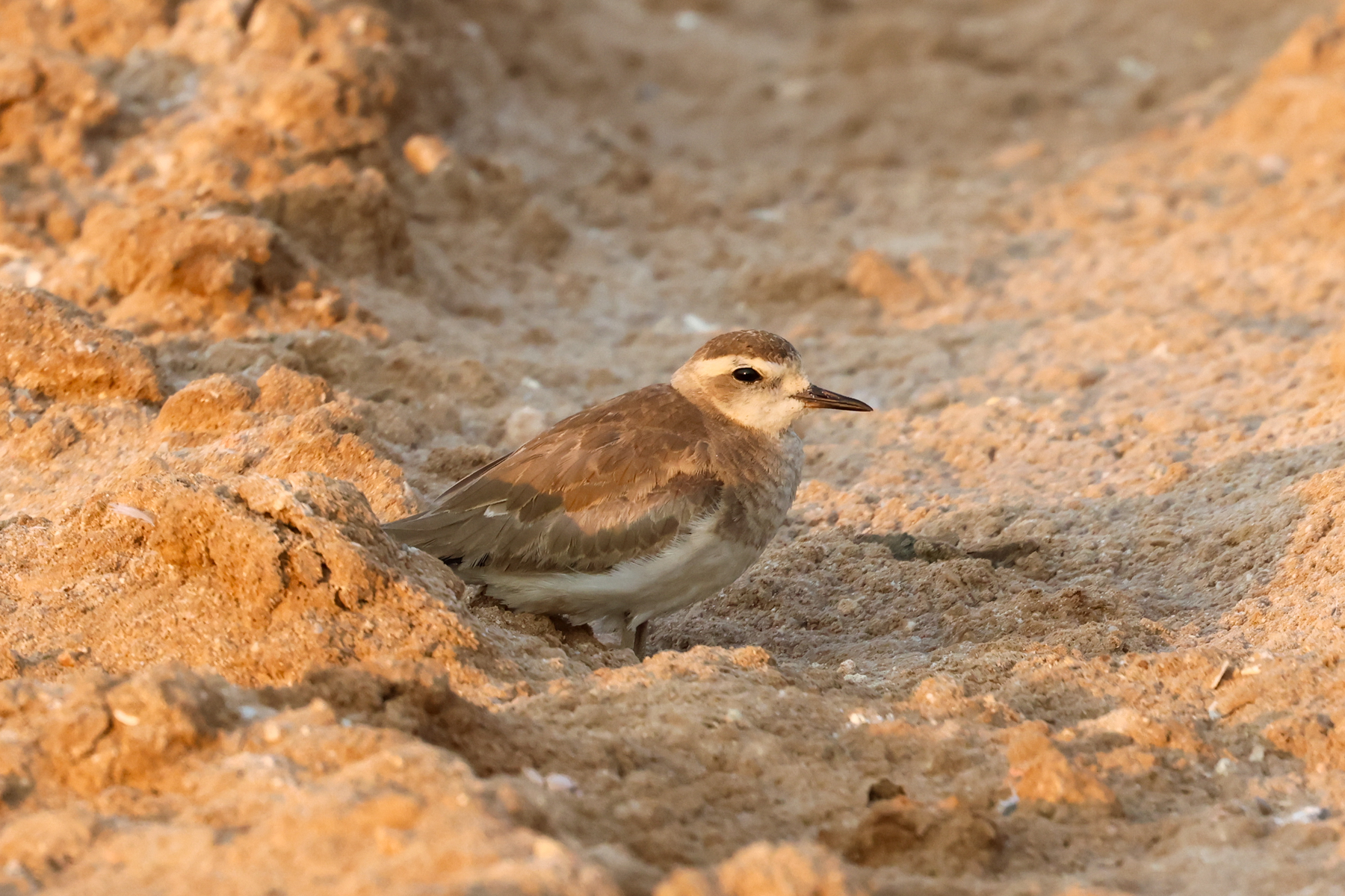 Caspian Plover (image by Hannu Jännes)