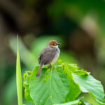 Chattering Cisticola (image by Mark Van Beirs)