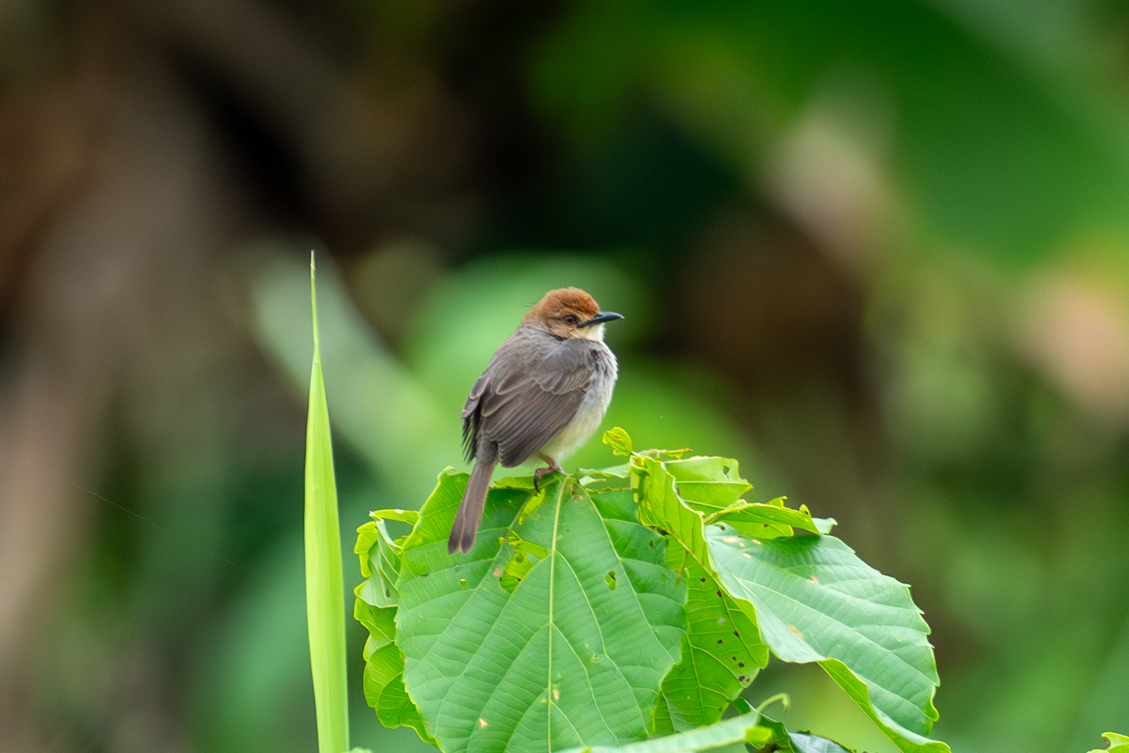 Chattering Cisticola (image by Mark Van Beirs)