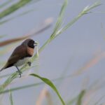 Chestnut-breasted Mannikin (image by Michael Greenshields)