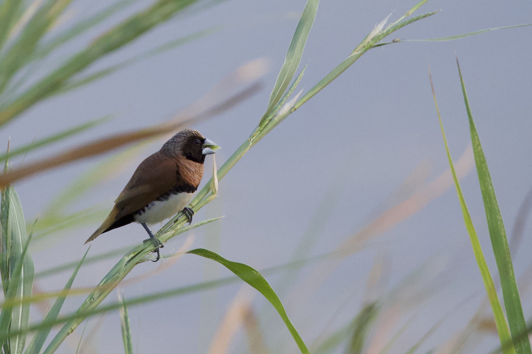 Chestnut-breasted Mannikin (image by Michael Greenshields)