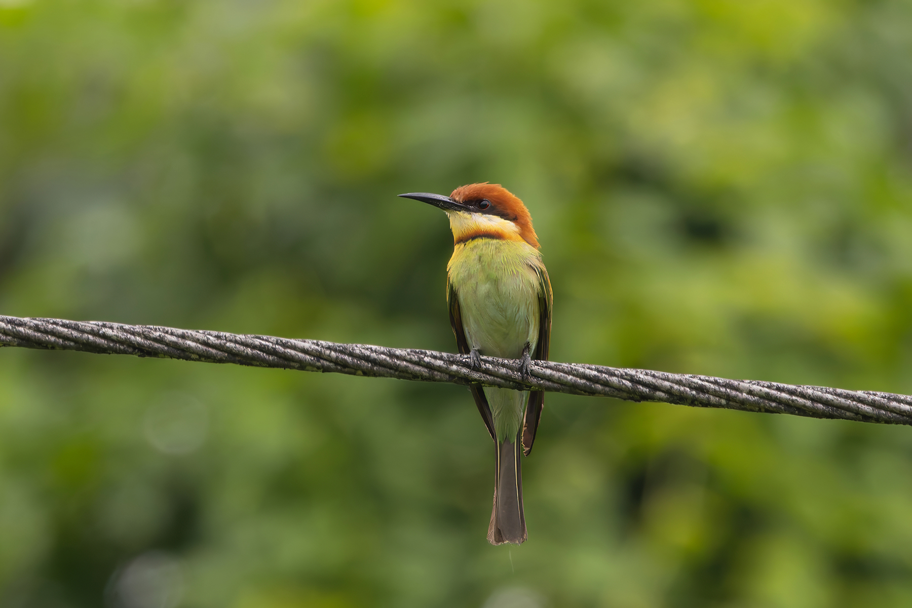 Chestnut-headed Bee-eater (image by Nik Borrow)
