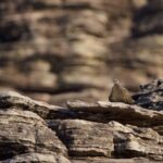Chestnut-quilled Rock Pigeon (image by Michael Greenshields)