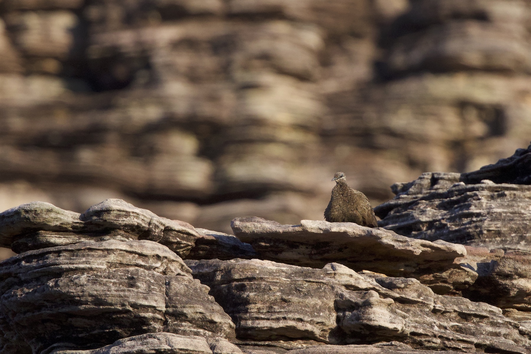 Chestnut-quilled Rock Pigeon (image by Michael Greenshields)