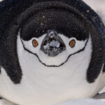 Chinstrap Penguin (image by Mike Watson)