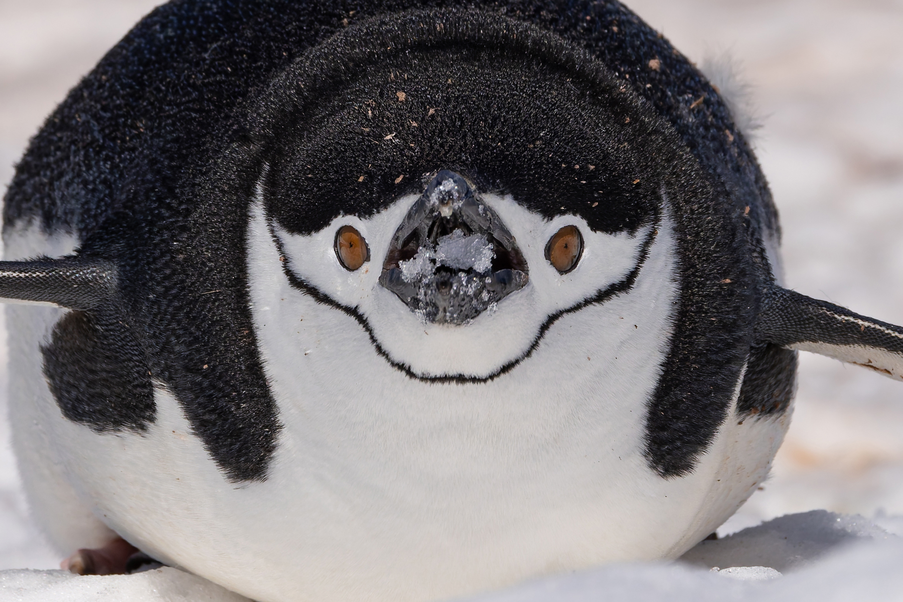 Chinstrap Penguin (image by Mike Watson)