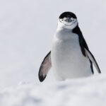 Chinstrap Penguin (image by Mike Watson)