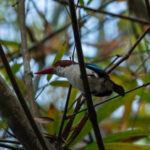 Chocolate-backed Kingfisher (image by Mark Van Beirs)