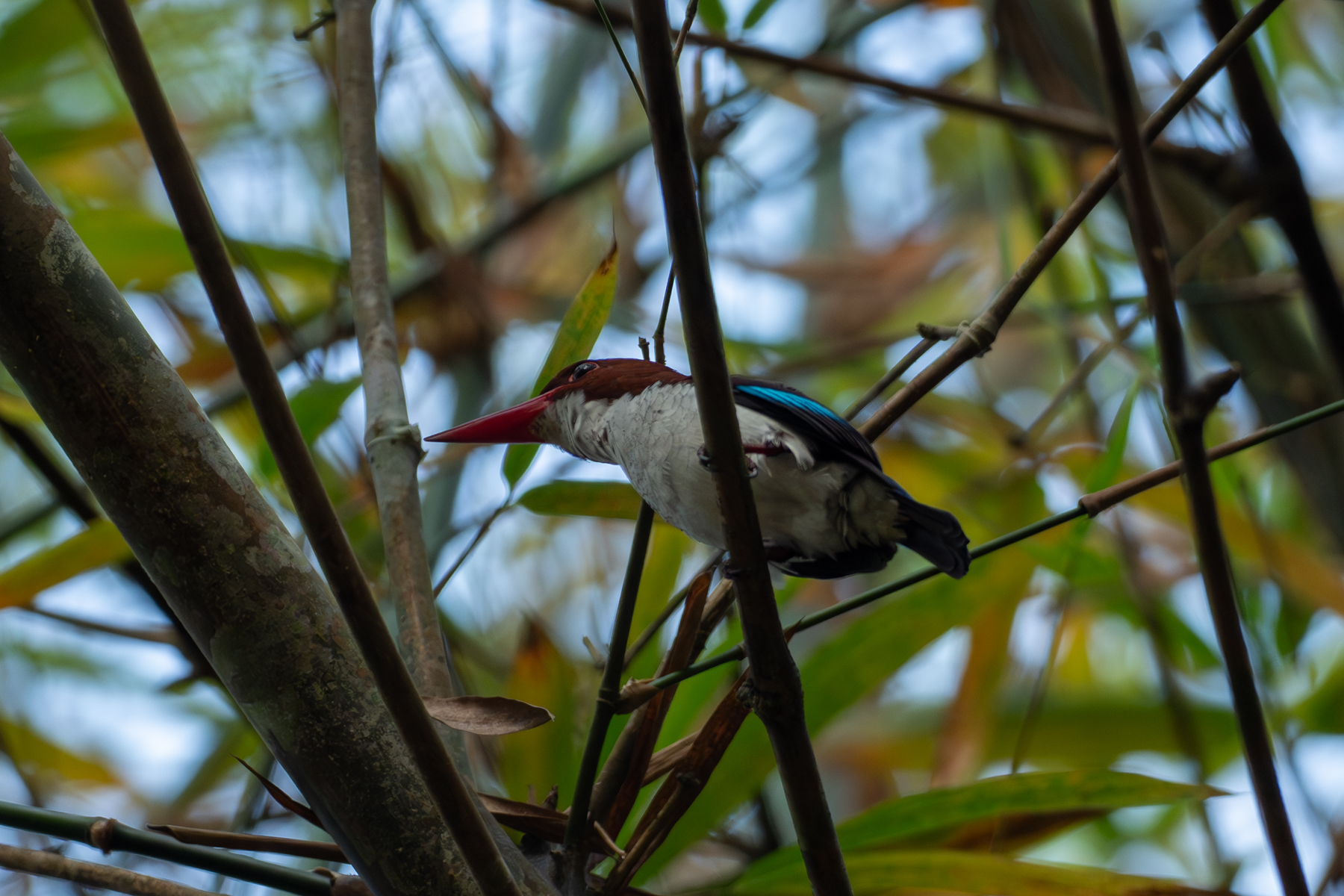 Chocolate-backed Kingfisher (image by Mark Van Beirs)