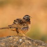 Cinnamon-breasted Bunting (image by Hannu Jännes)
