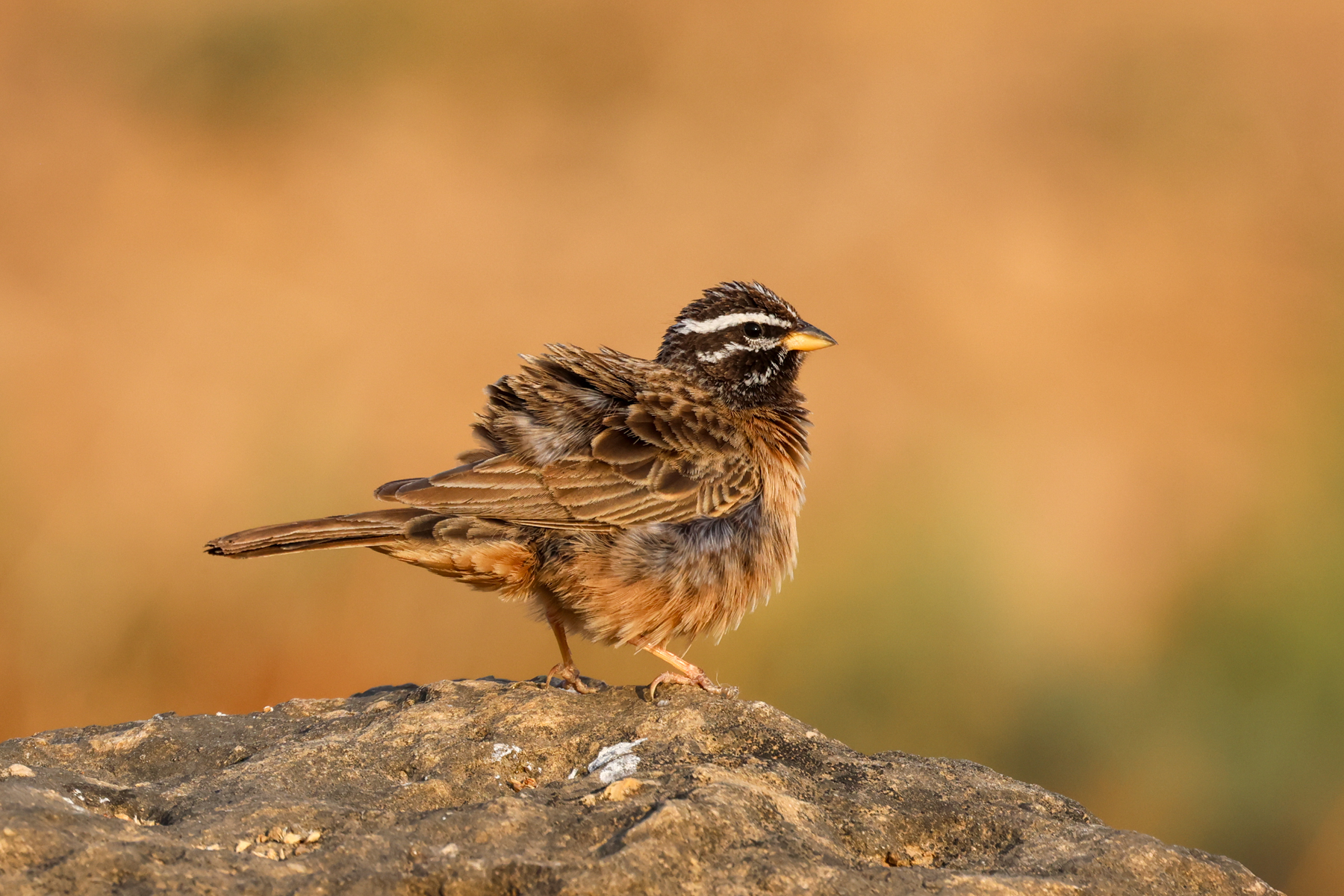 Cinnamon-breasted Bunting (image by Hannu Jännes)