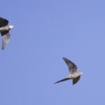 Cockatiels (image by Michael Greenshields)