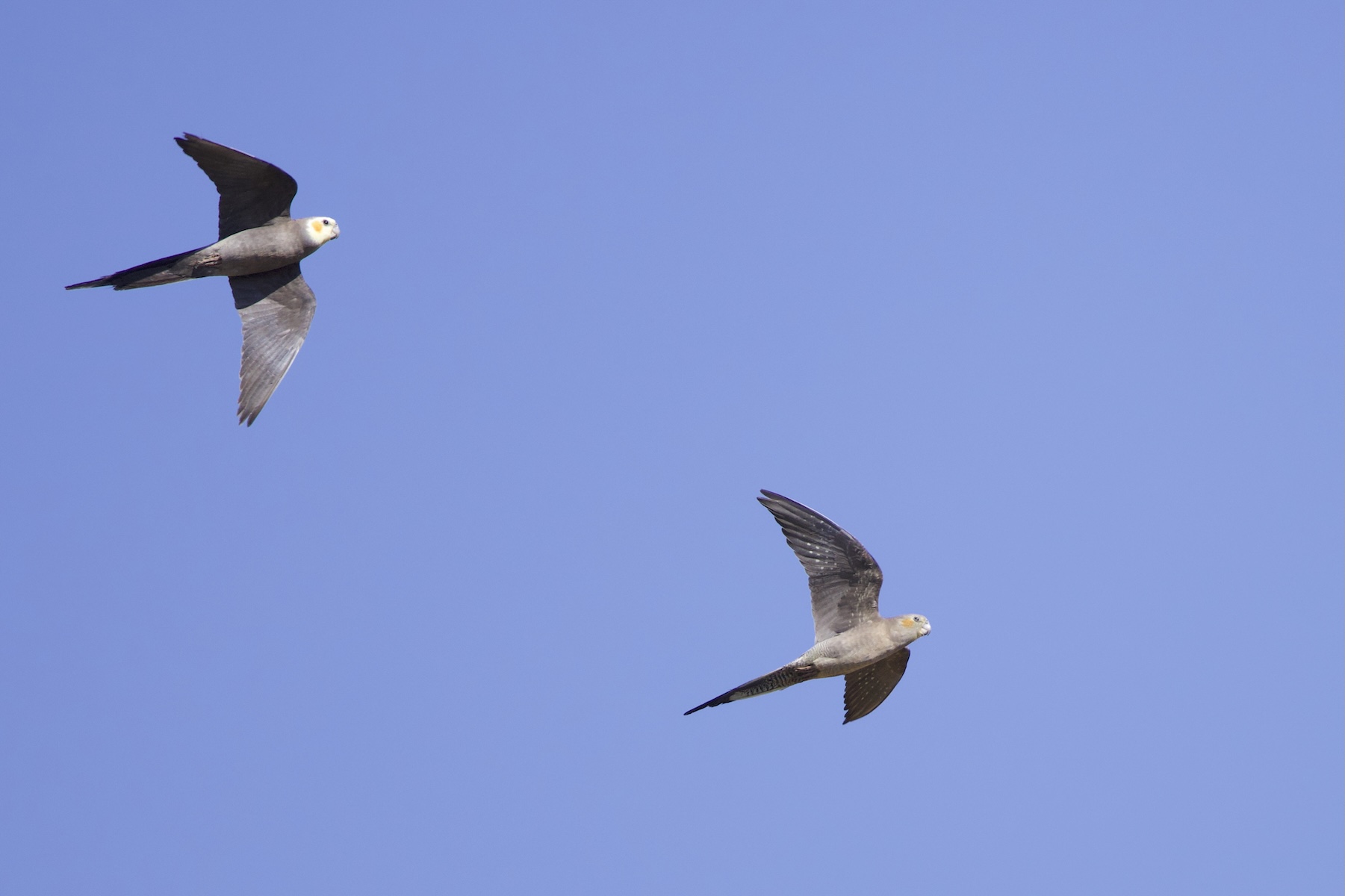 Cockatiels (image by Michael Greenshields)