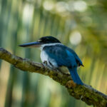 Collared Kingfisher (image by Dave Farrow)