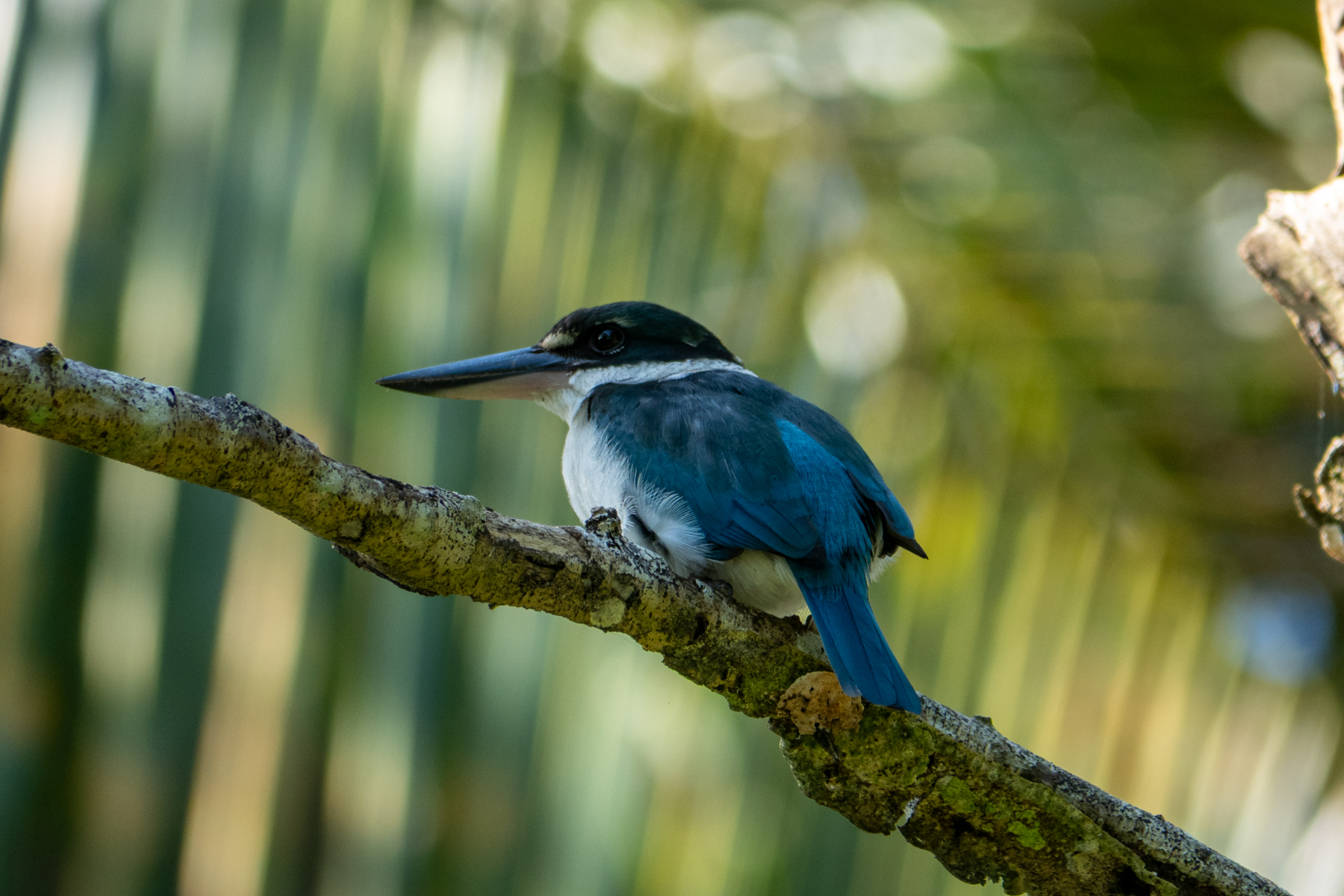 Collared Kingfisher (image by Dave Farrow)