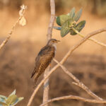 Common Cuckoo (image by Hannu Jännes)