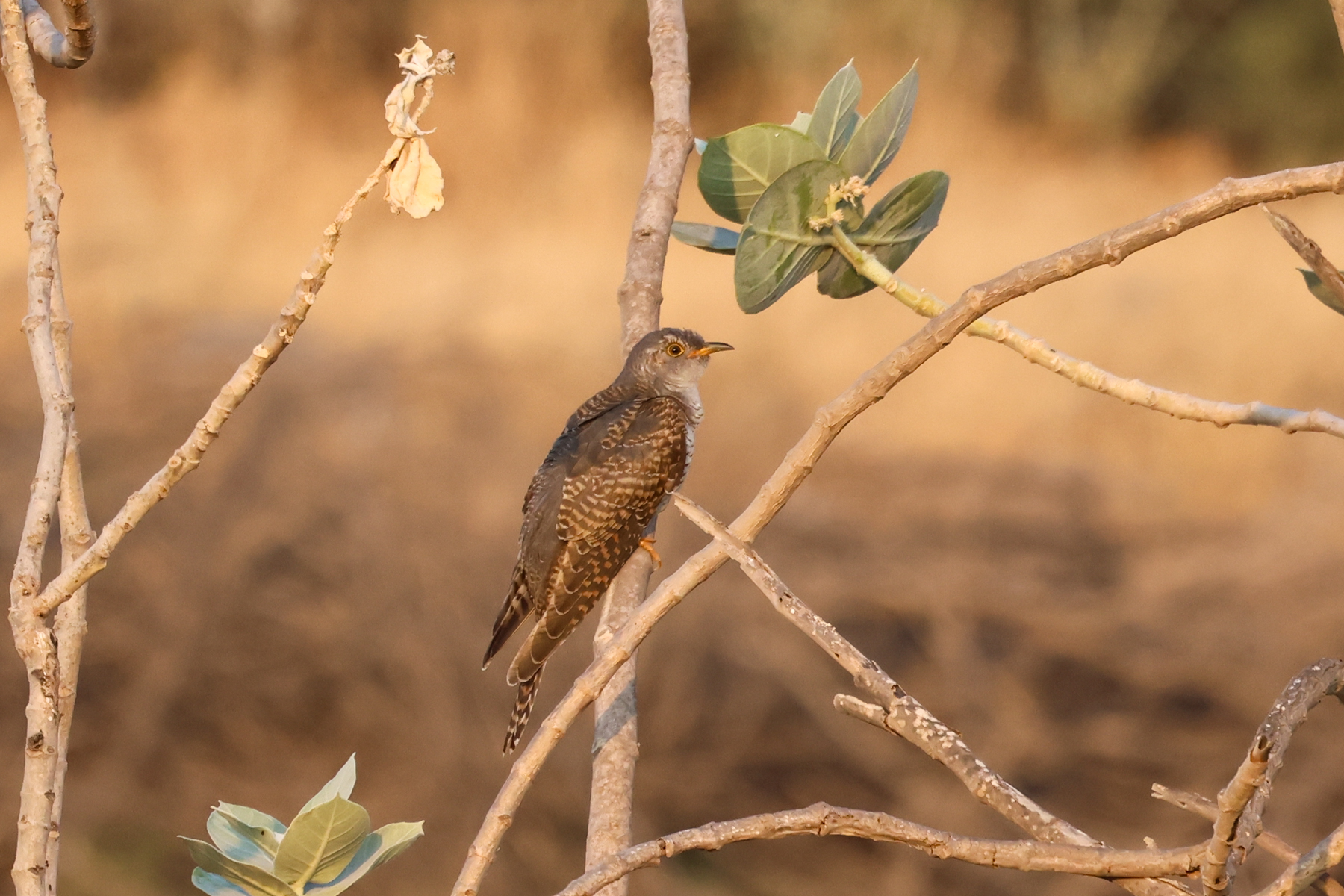 Common Cuckoo (image by Hannu Jännes)