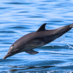 Common Dolphin (image by Hannu Jännes)