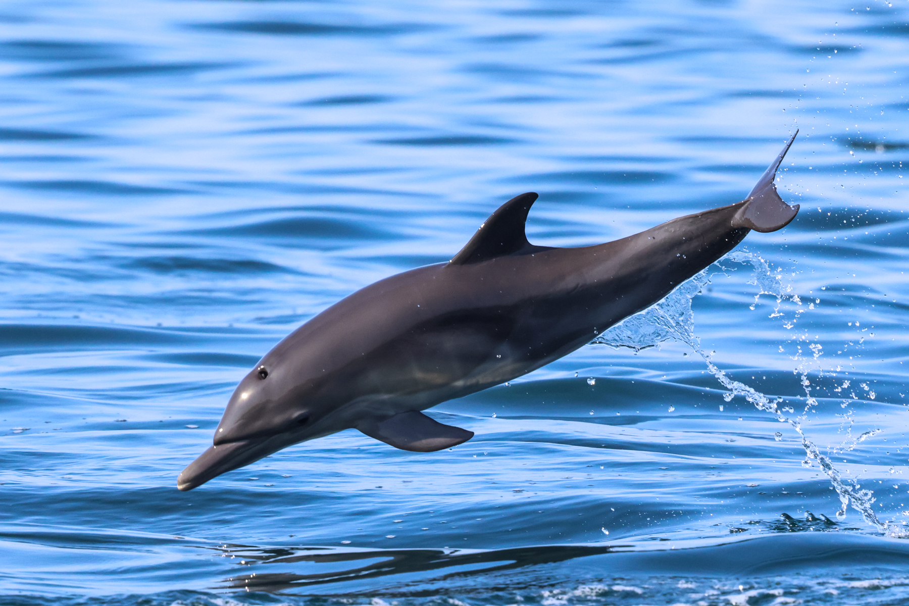 Common Dolphin (image by Hannu Jännes)