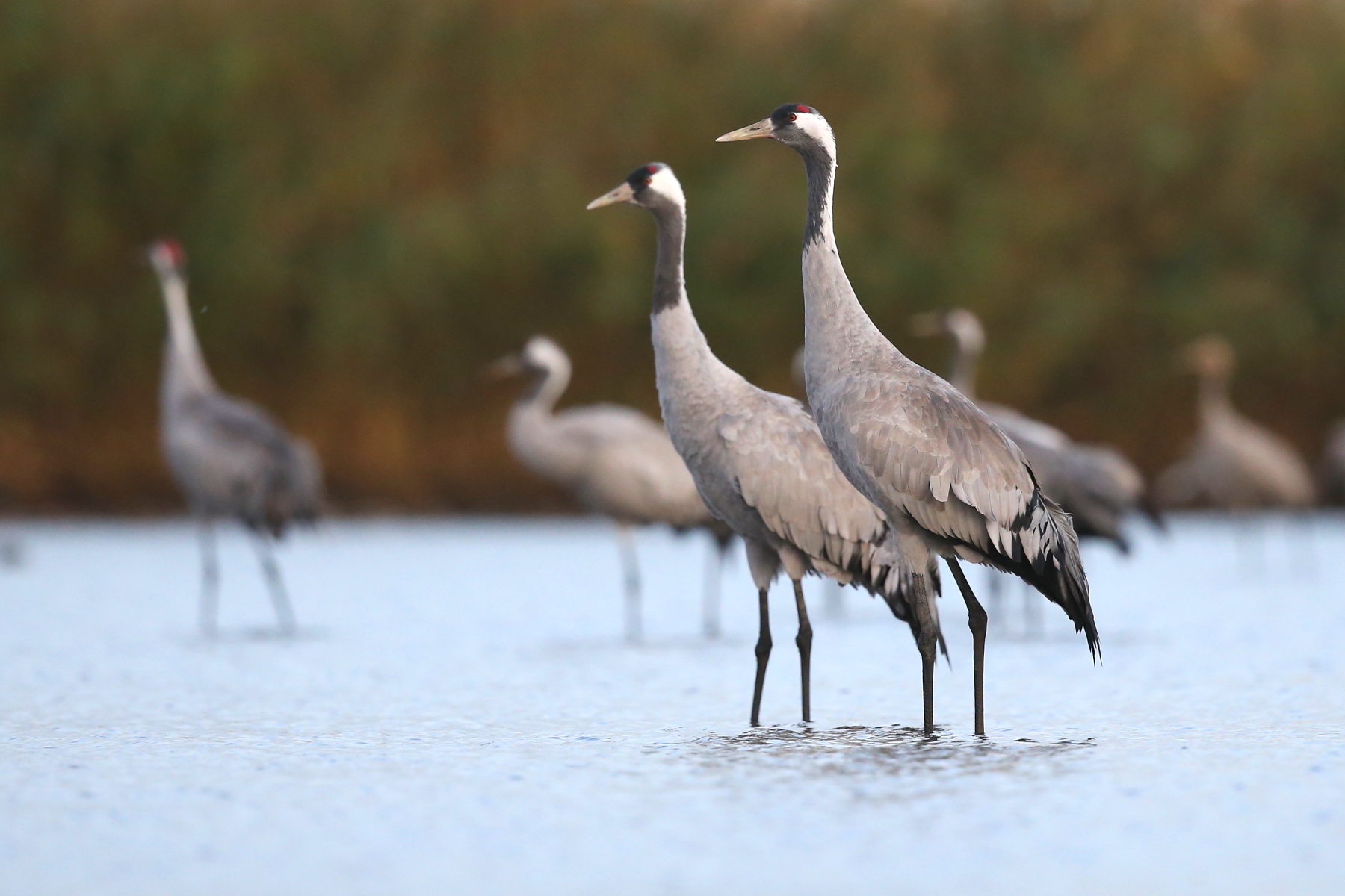 Common Cranes (image by János Oláh)