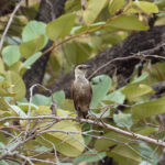 Congo Moor Chat (image by Mark Van Beirs)