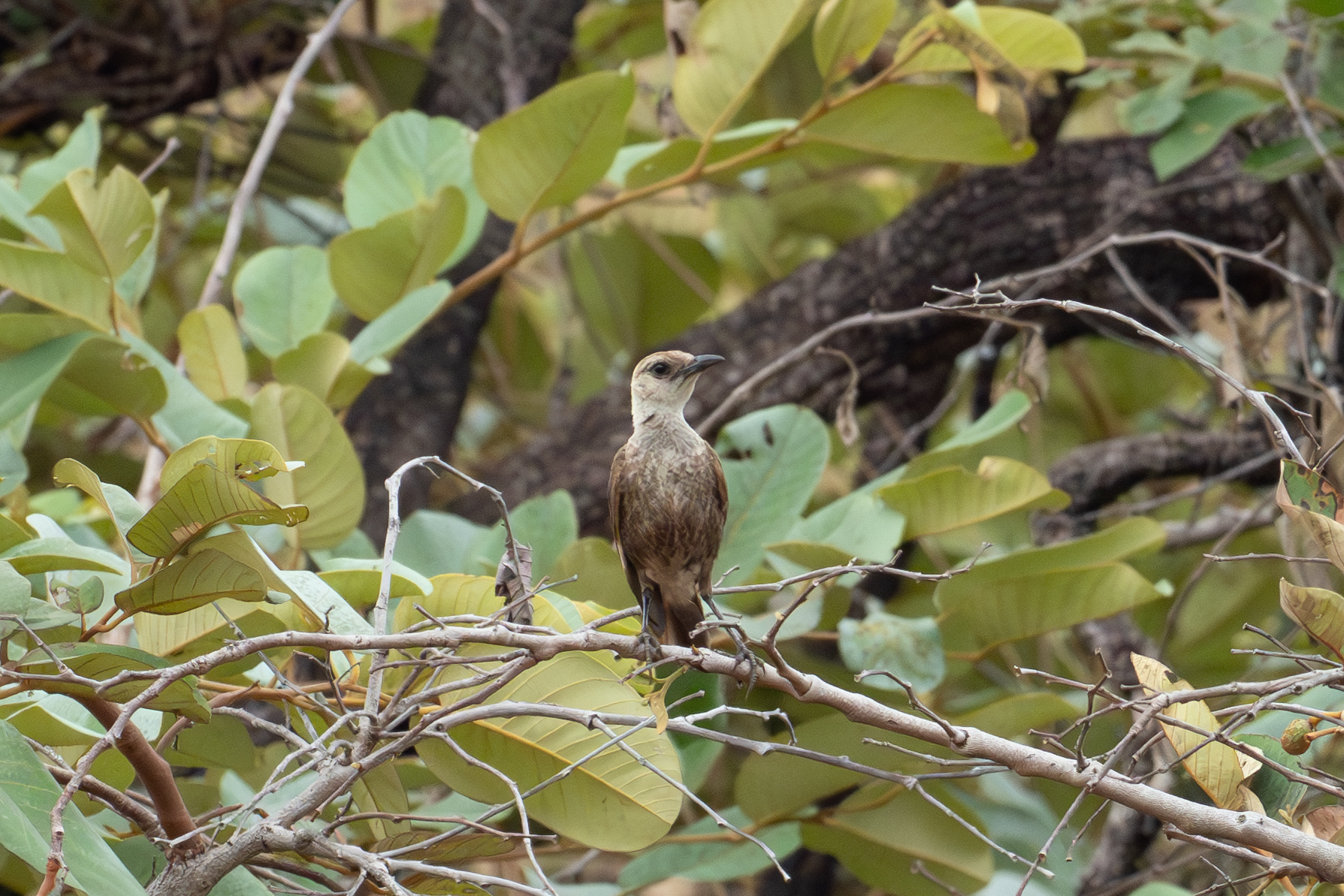 Congo Moor Chat (image by Mark Van Beirs)