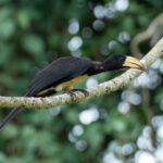 Congo Pied Hornbill (image by Mark Van Beirs)