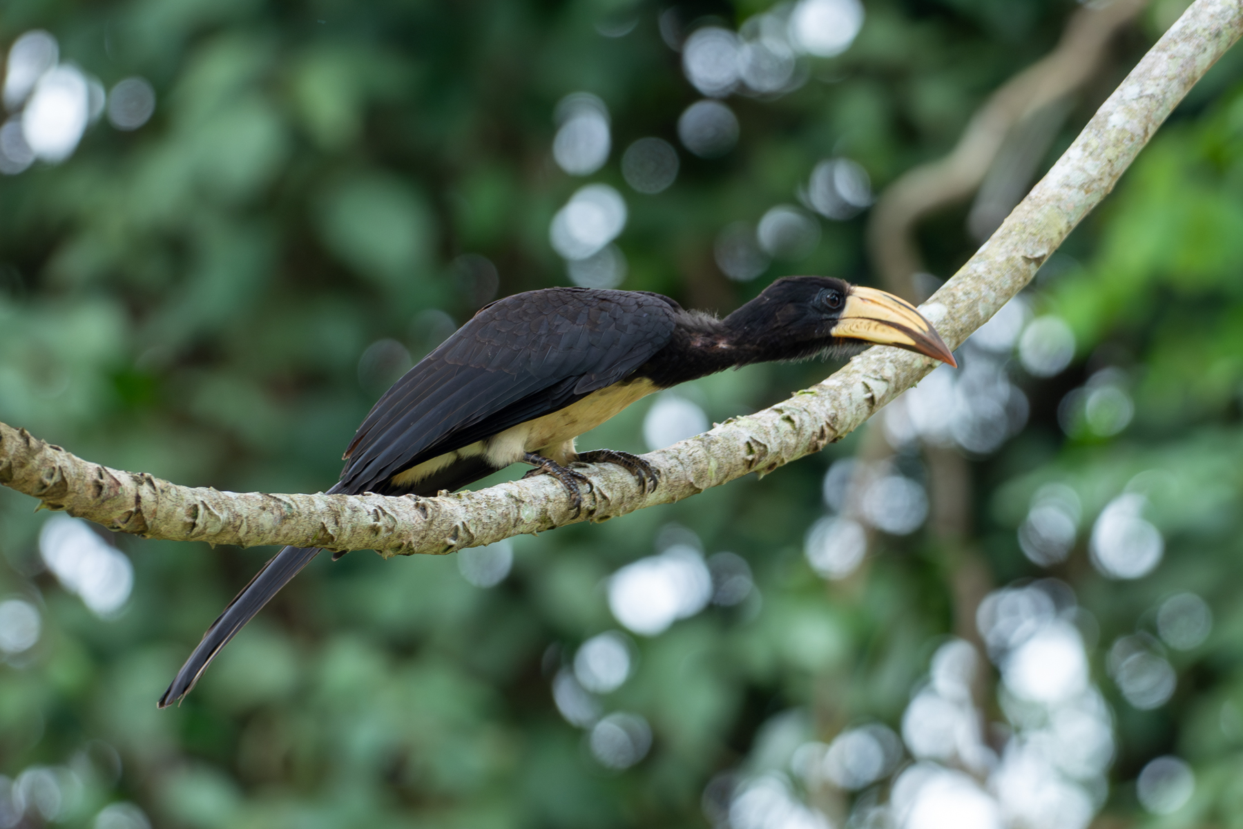 Congo Pied Hornbill (image by Mark Van Beirs)