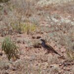 Copperback Quail-thrush (image by Michael Greenshields)