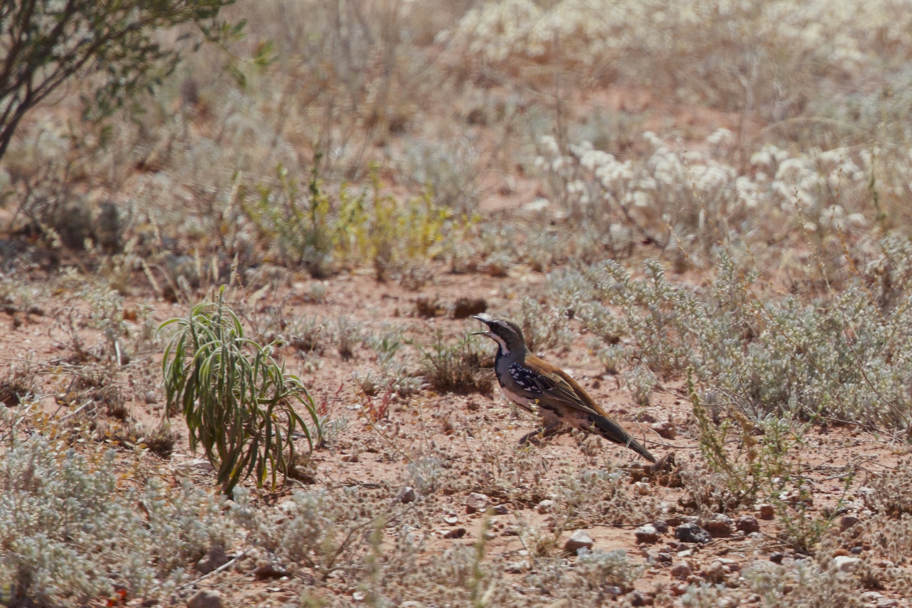 Copperback Quail-thrush (image by Michael Greenshields)