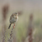 Correndera Pipit (image by Mike Watson)