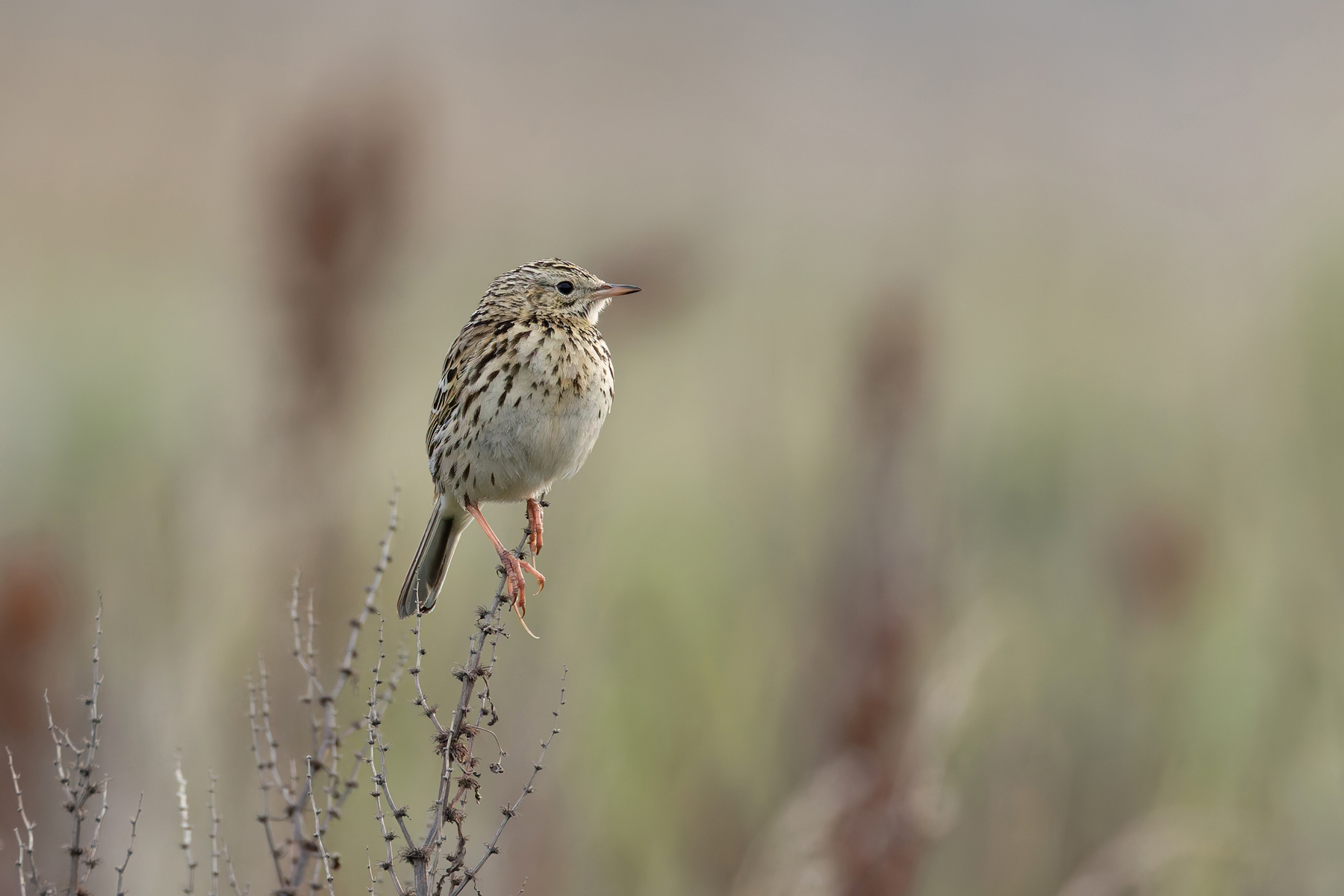 Correndera Pipit (image by Mike Watson)