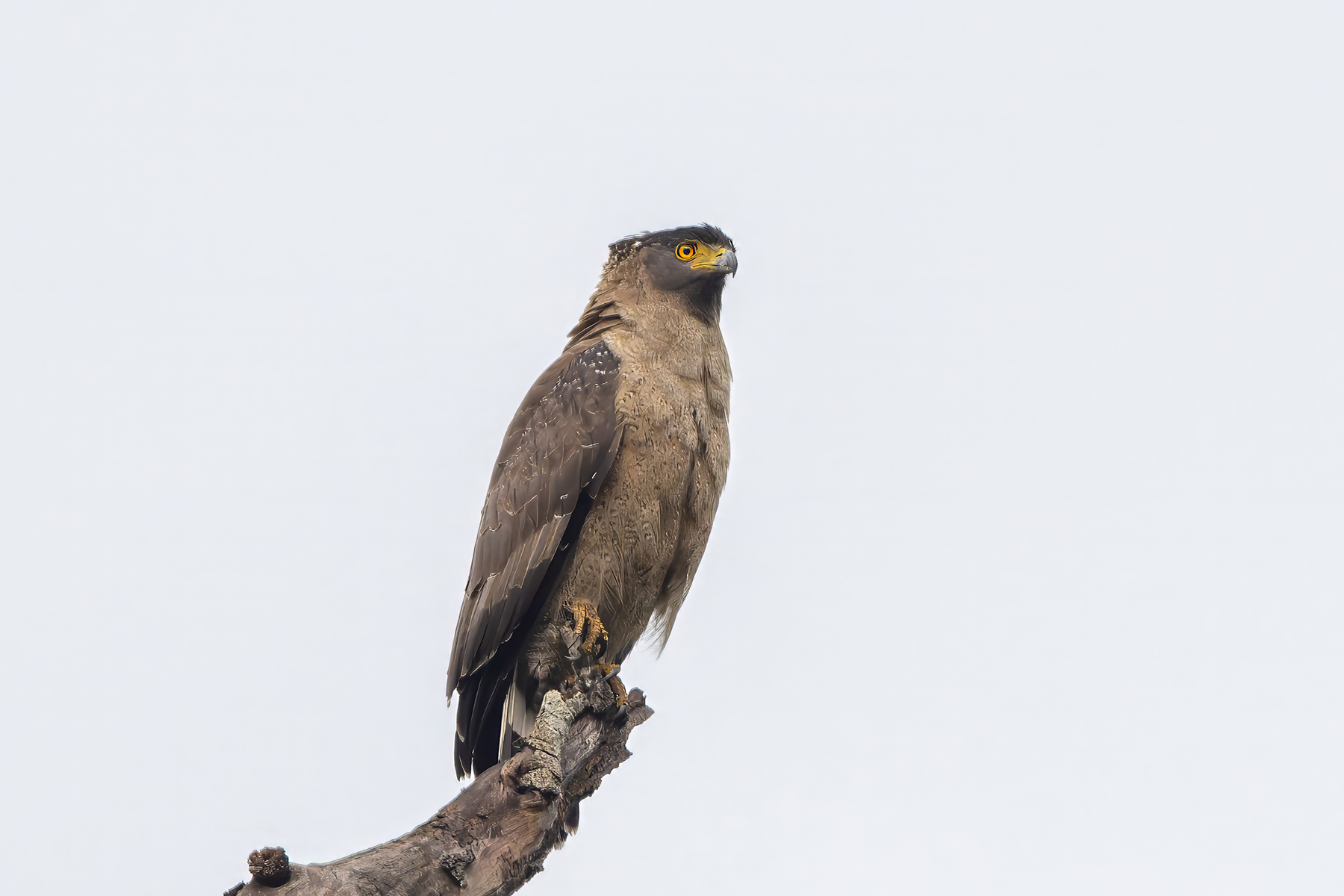 Crested Serpent Eagle (image by Nik Borrow)