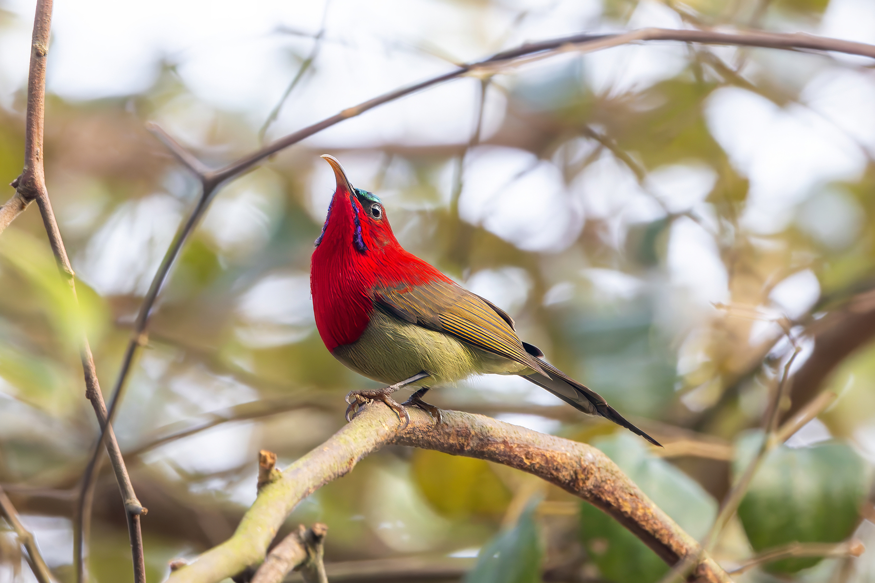 male Crimson Sunbird (image by Nik Borrow)