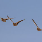 Crowned Sandgrouses (image by Hannu Jännes)