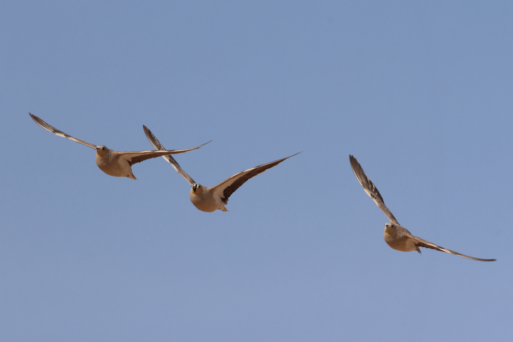 Crowned Sandgrouses (image by Hannu Jännes)