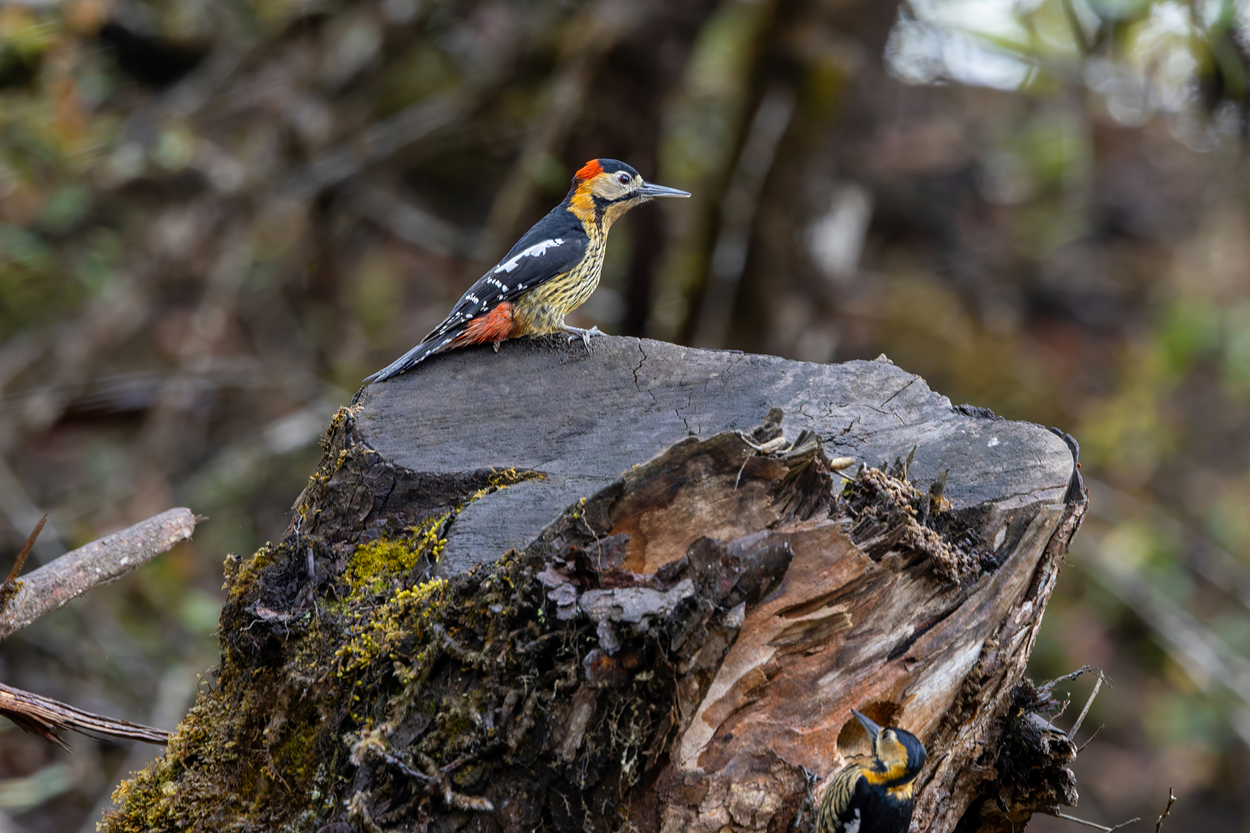 male Darjeeling Woodpecker (image by Nik Borrow)
