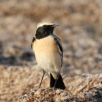 Desert Wheatear (image by Hannu Jännes)