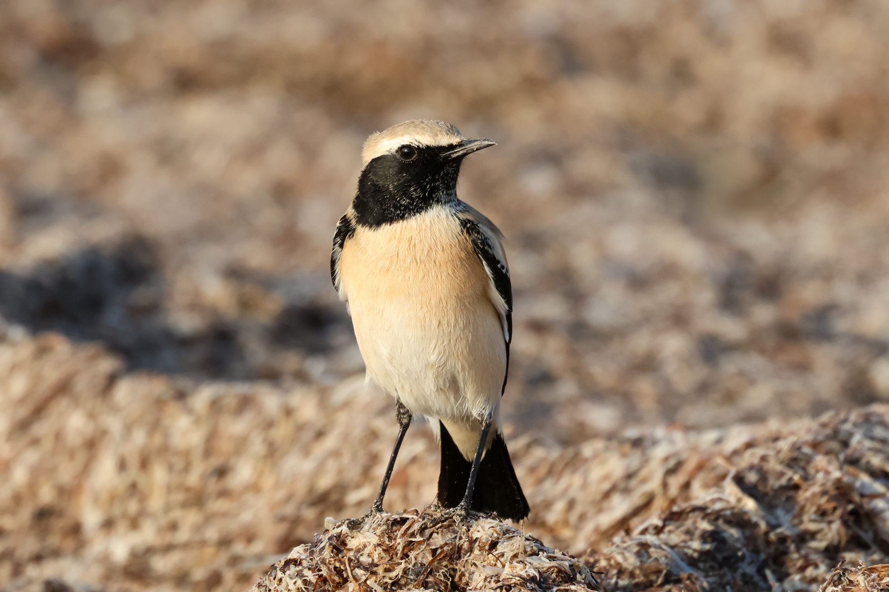 Desert Wheatear (image by Hannu Jännes)