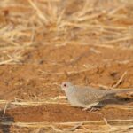 Diamond Dove (image by Michael Greenshields)