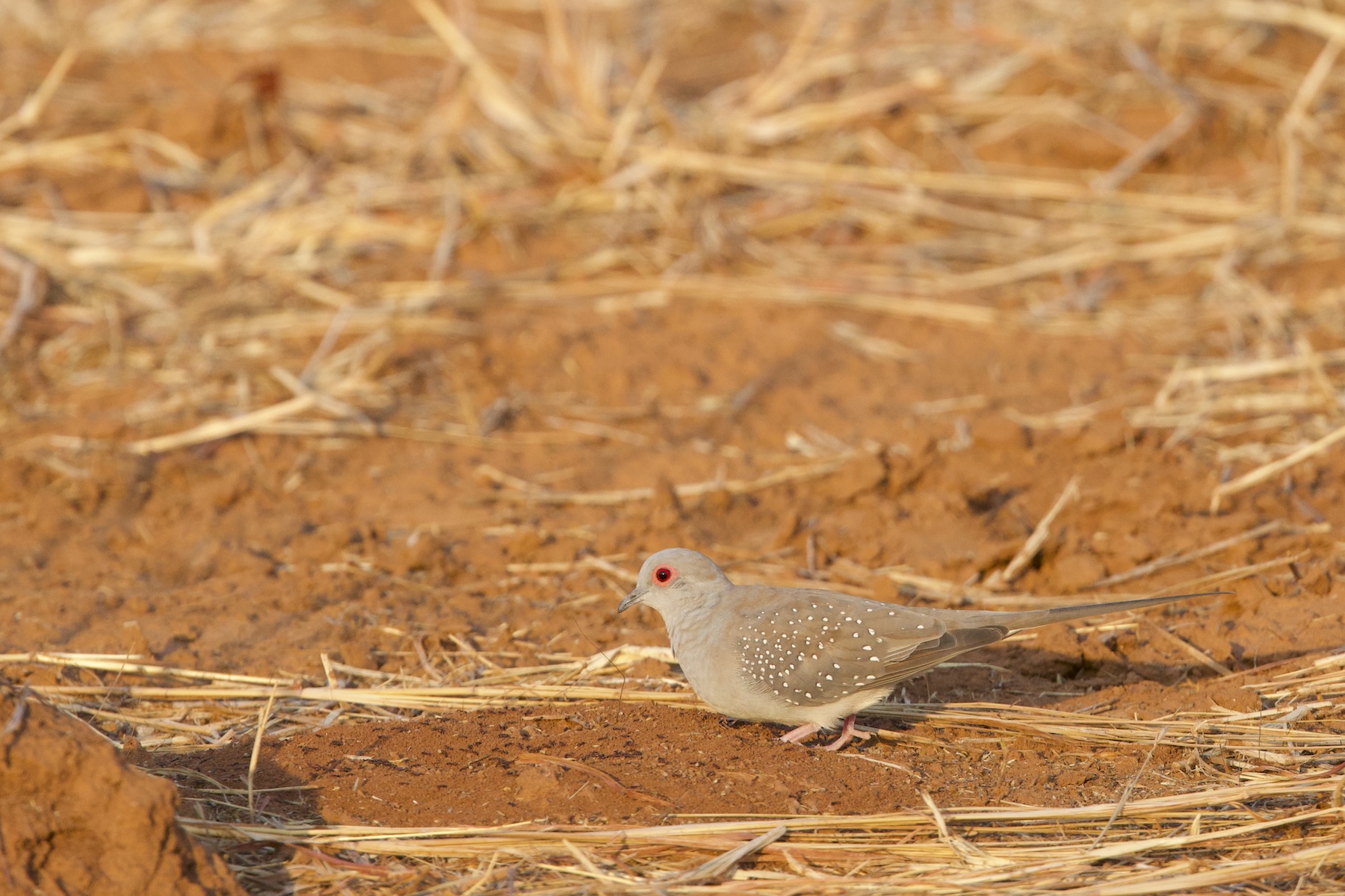 Diamond Dove (image by Michael Greenshields)
