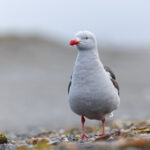Dolphin Gull (image by Mike Watson)