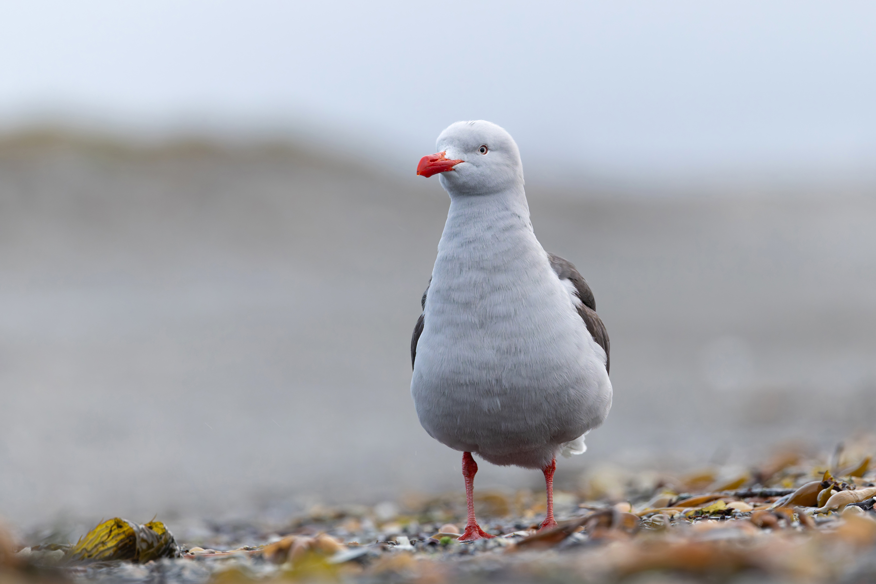 Dolphin Gull (image by Mike Watson)