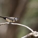 Double-barred Finch (image by Michael Greenshields)