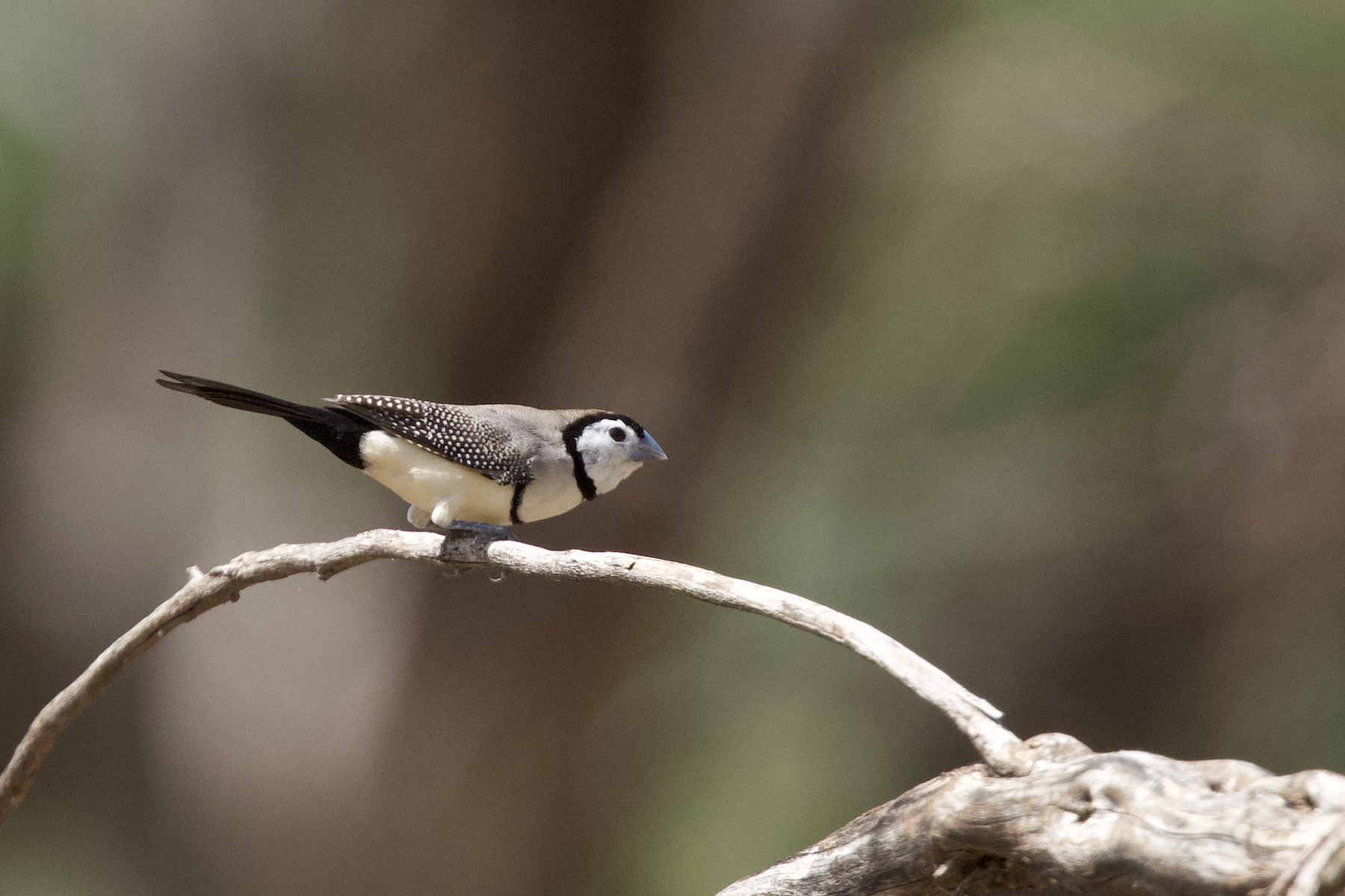 Double-barred Finch (image by Michael Greenshields)