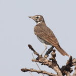 Dusky Lark (image by Janos OIah)